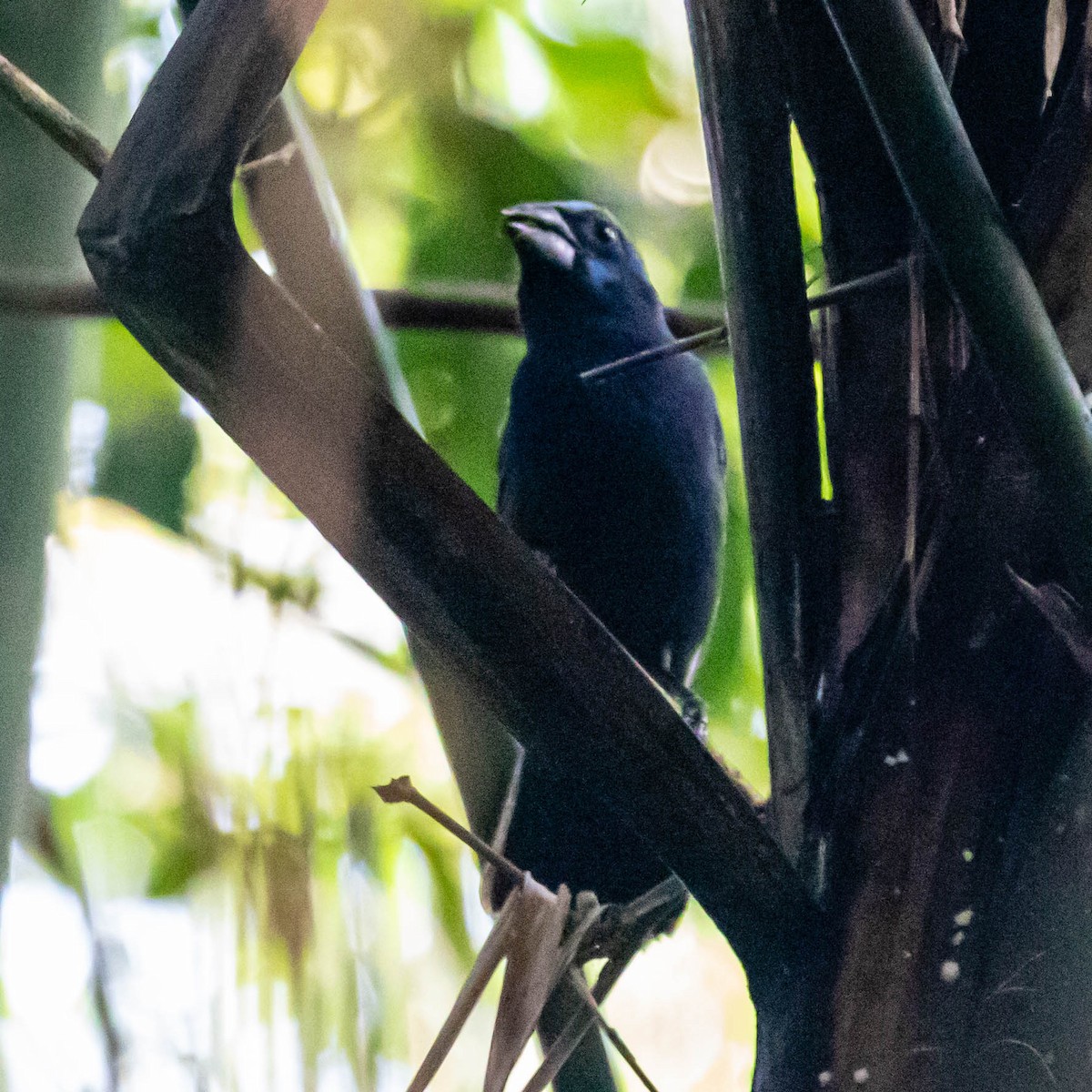 Amazonian Grosbeak - ML637013401