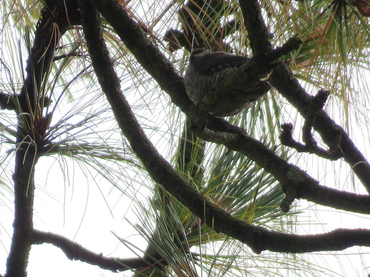 Strickland's Woodpecker - ML637013411