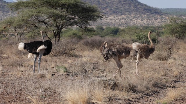 Somali Ostrich - ML637013419