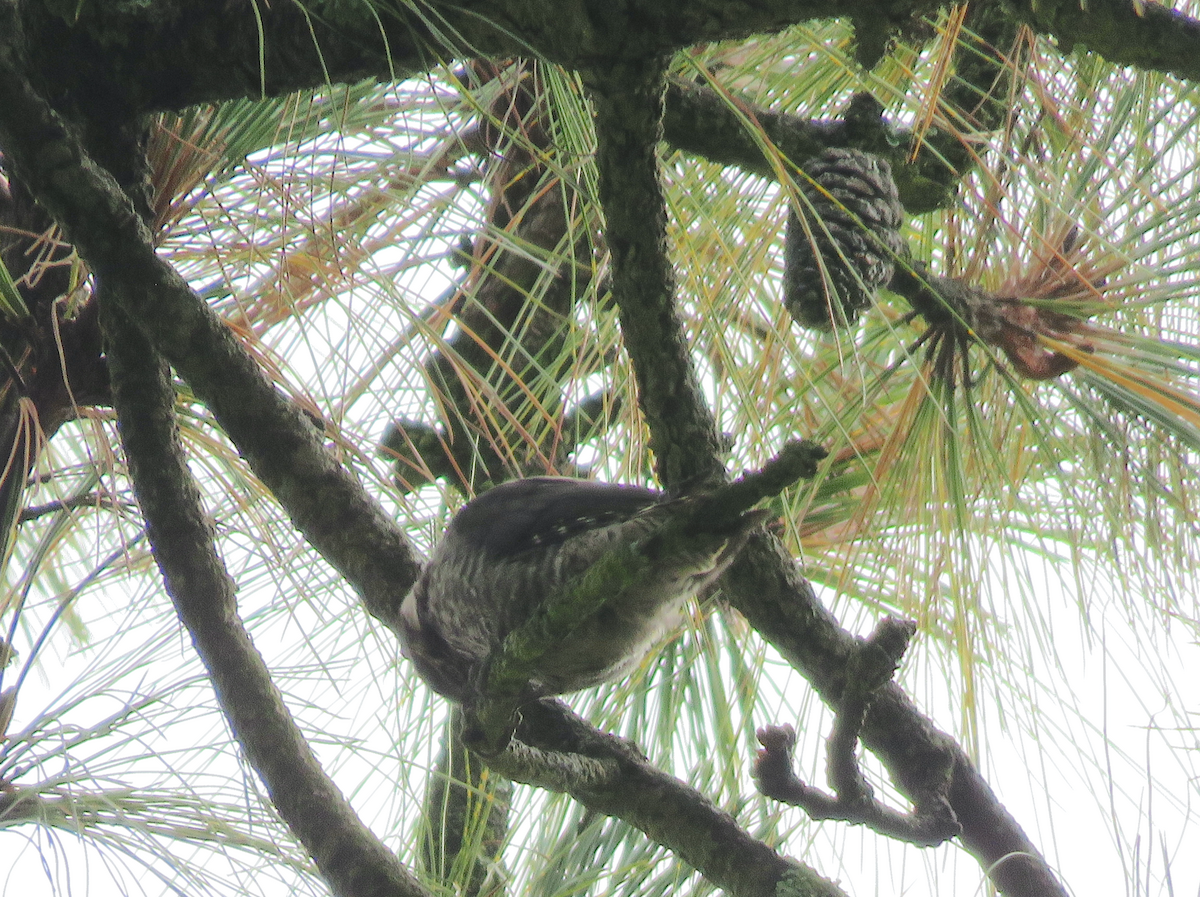 Strickland's Woodpecker - ML637013458