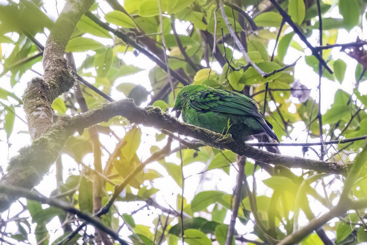Whitehead's Broadbill - ML637013527