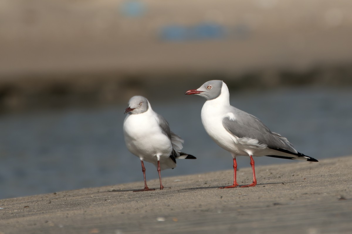 Gray-hooded Gull - ML637013546