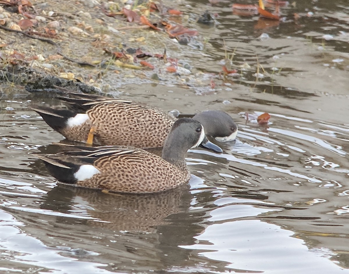 Blue-winged Teal - ML637013606