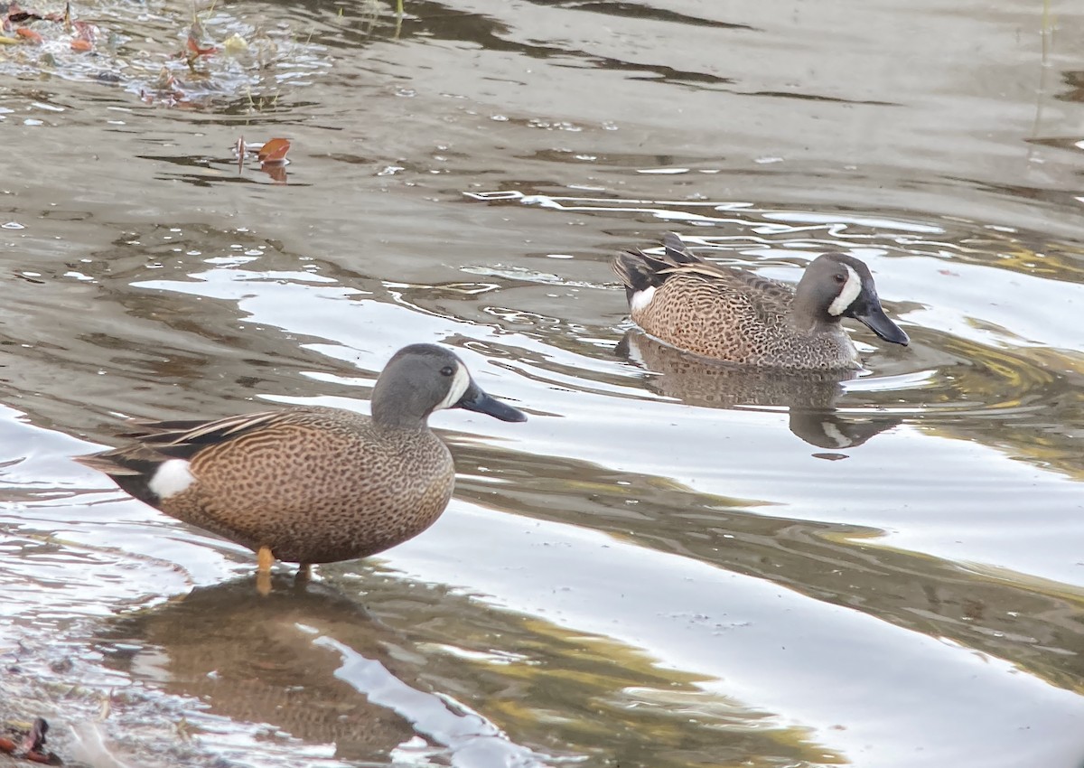 Blue-winged Teal - ML637013607