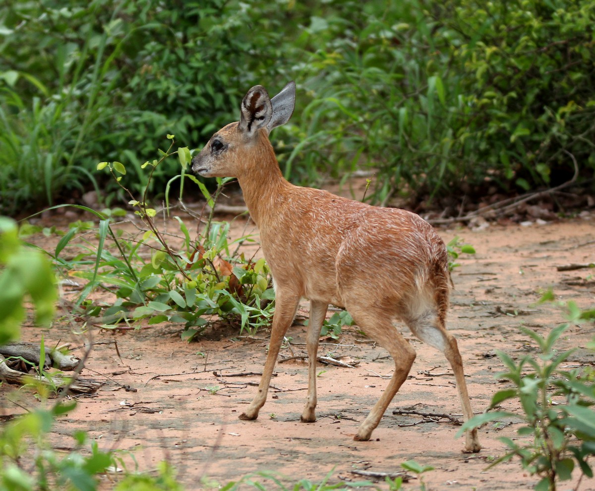Sharpe's Grysbok - ML637013636