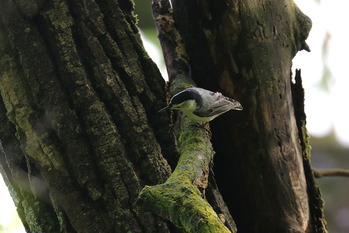 White-breasted Nuthatch - ML637013714