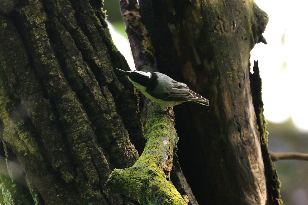 White-breasted Nuthatch - ML637013716