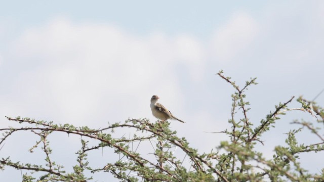 Cistícola del Kalahari - ML637013899