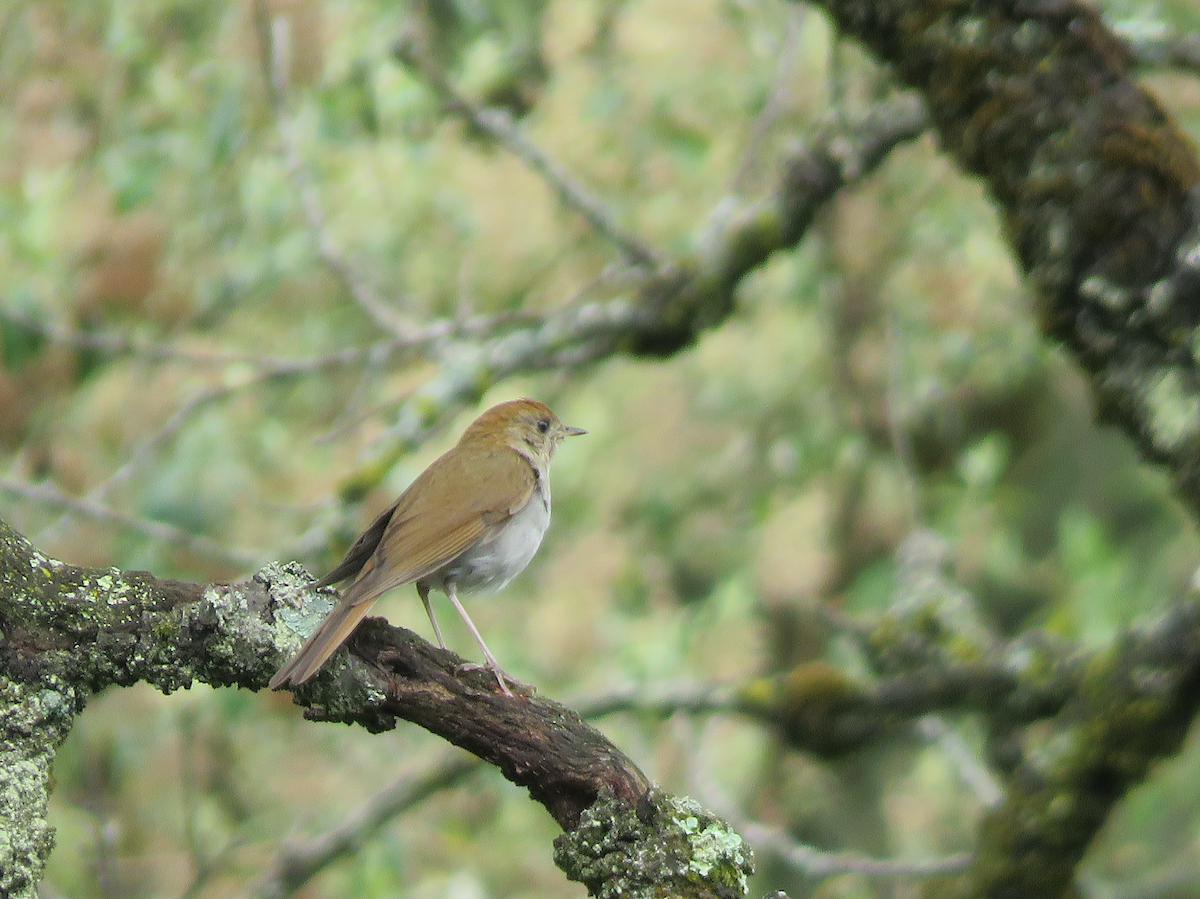 Russet Nightingale-Thrush - ML637013904