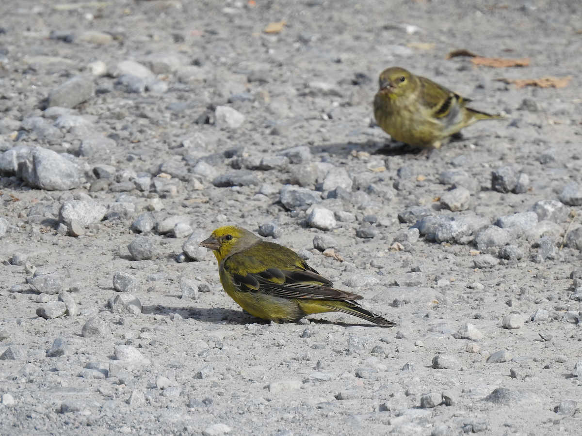 Citril Finch - ML637013907