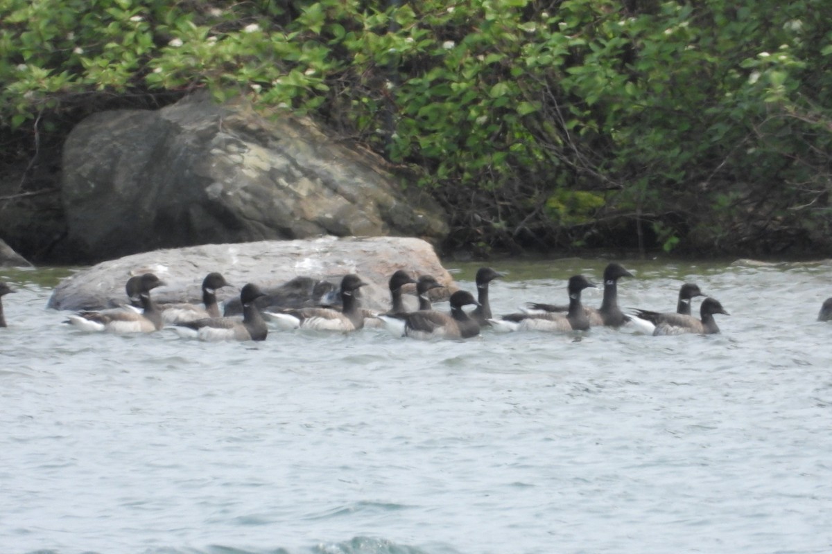 Brant - ML637013925