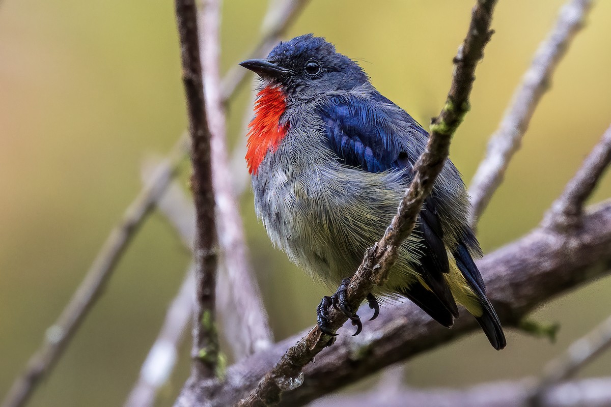 Black-sided Flowerpecker - ML637013929