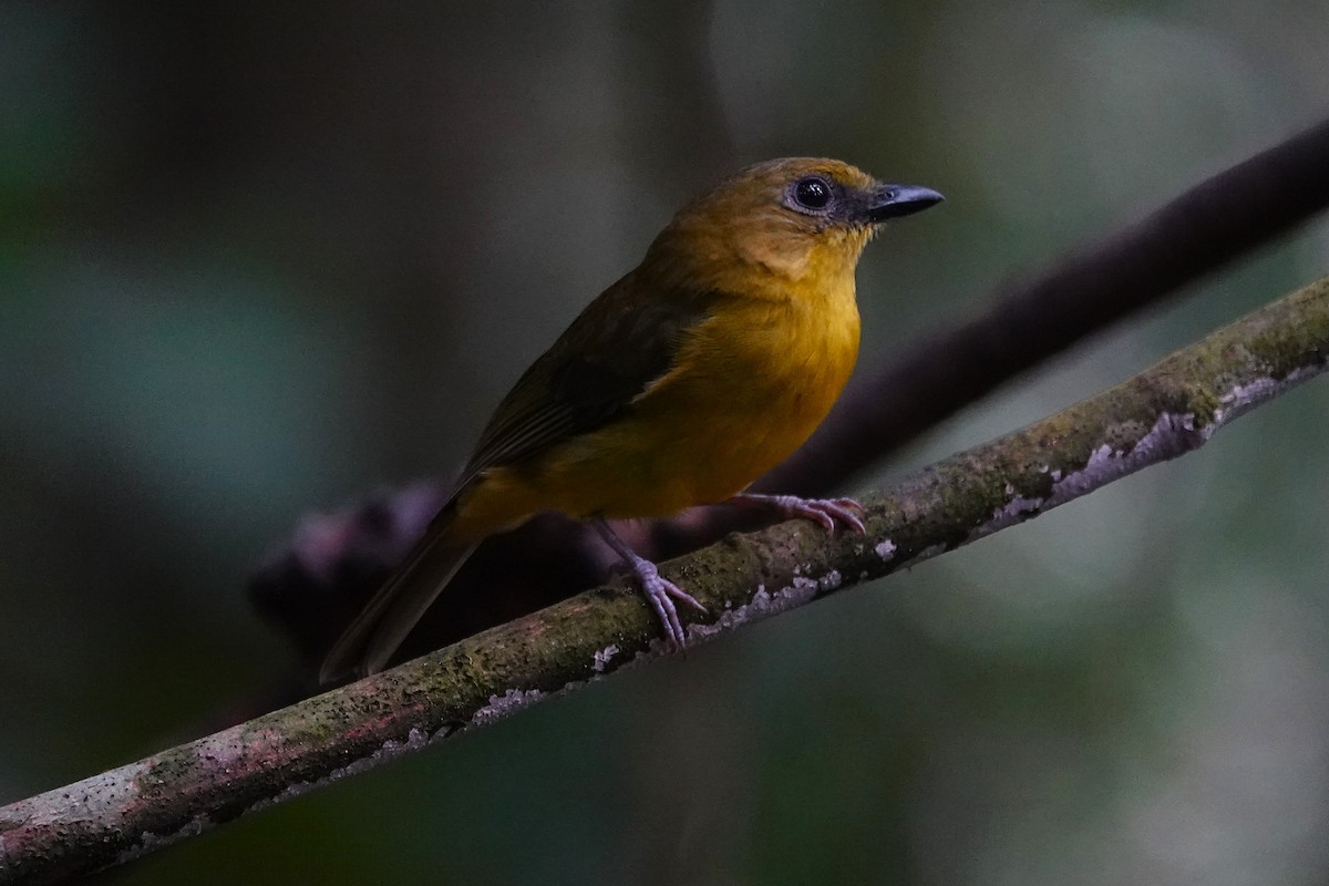 Bornean Whistler - ML637013938
