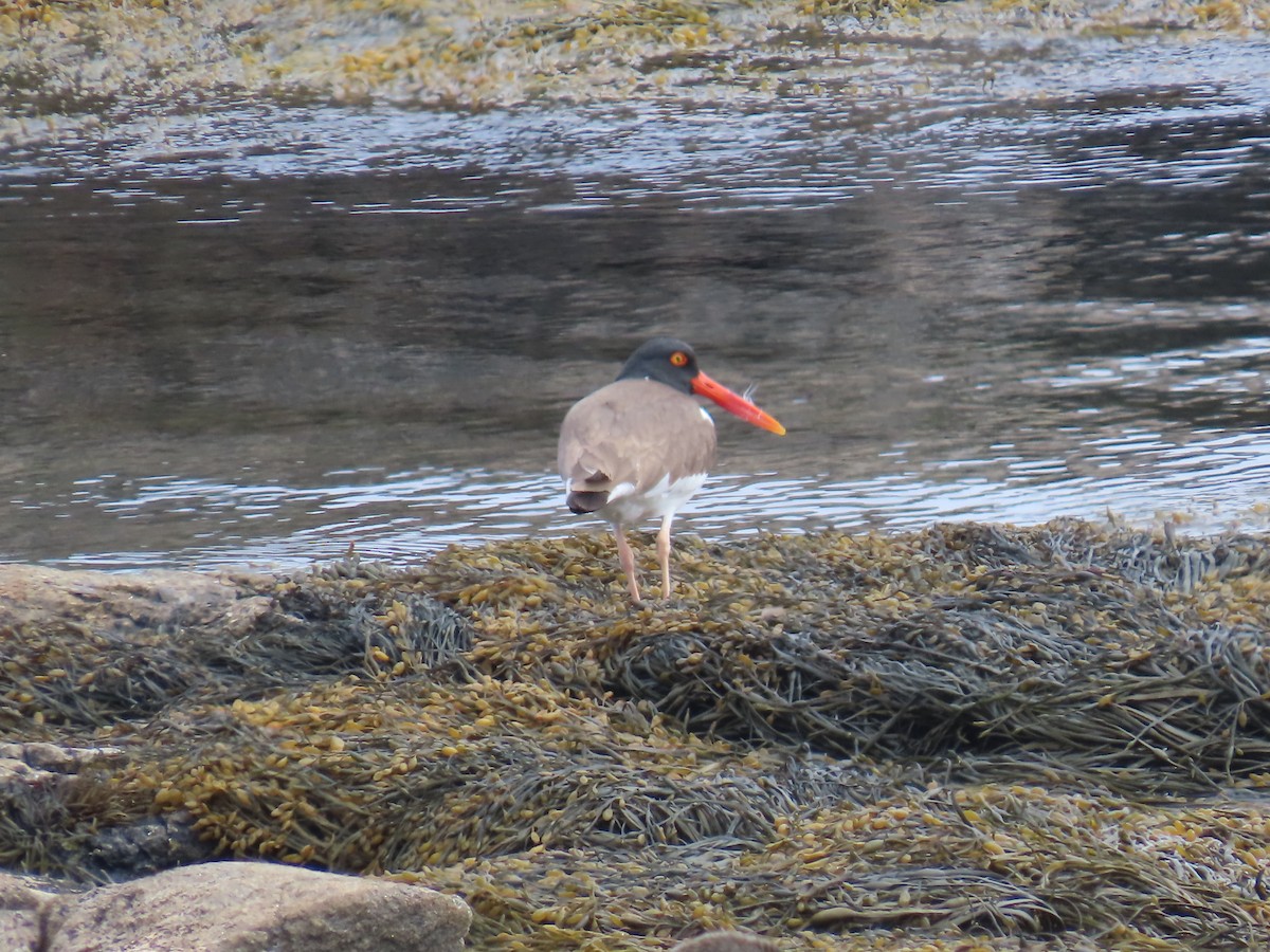 American Oystercatcher - ML637013968