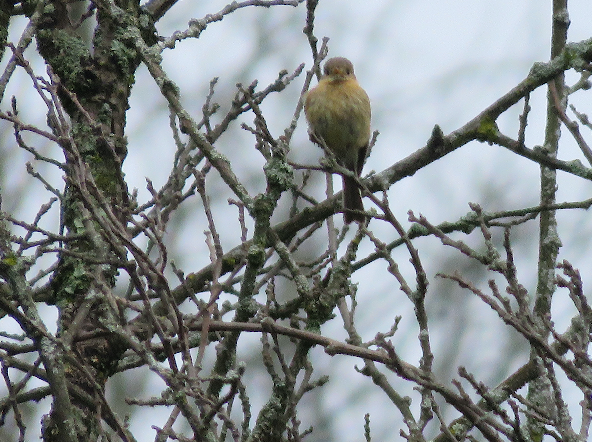 Buff-breasted Flycatcher - ML637014048