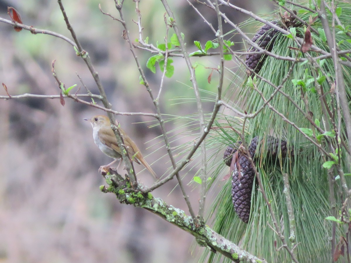 Russet Nightingale-Thrush - ML637014088