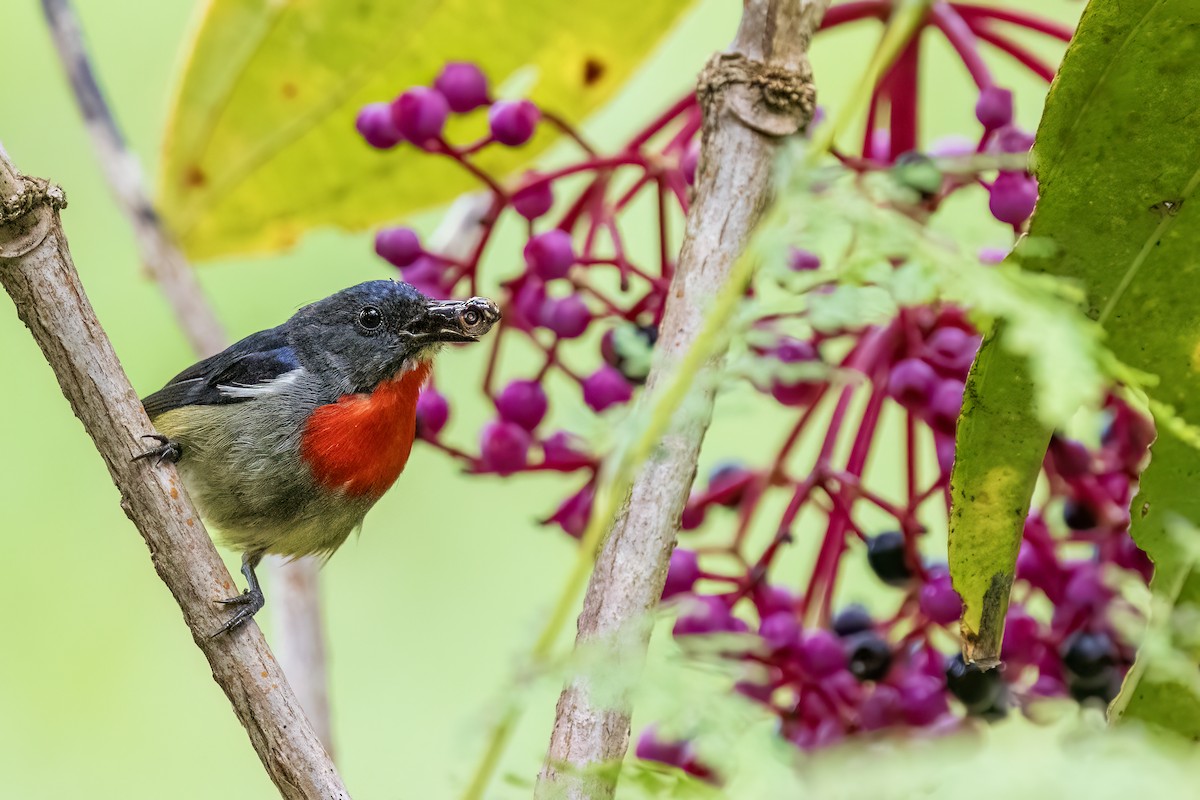 Black-sided Flowerpecker - ML637014089
