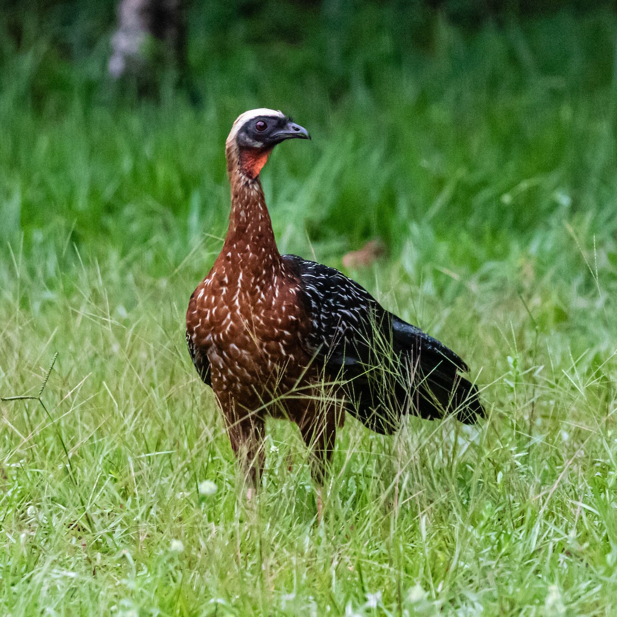 White-crested Guan - ML637014228