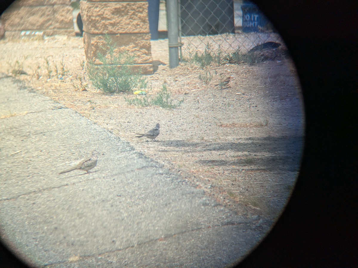 Inca Dove - ML637014233