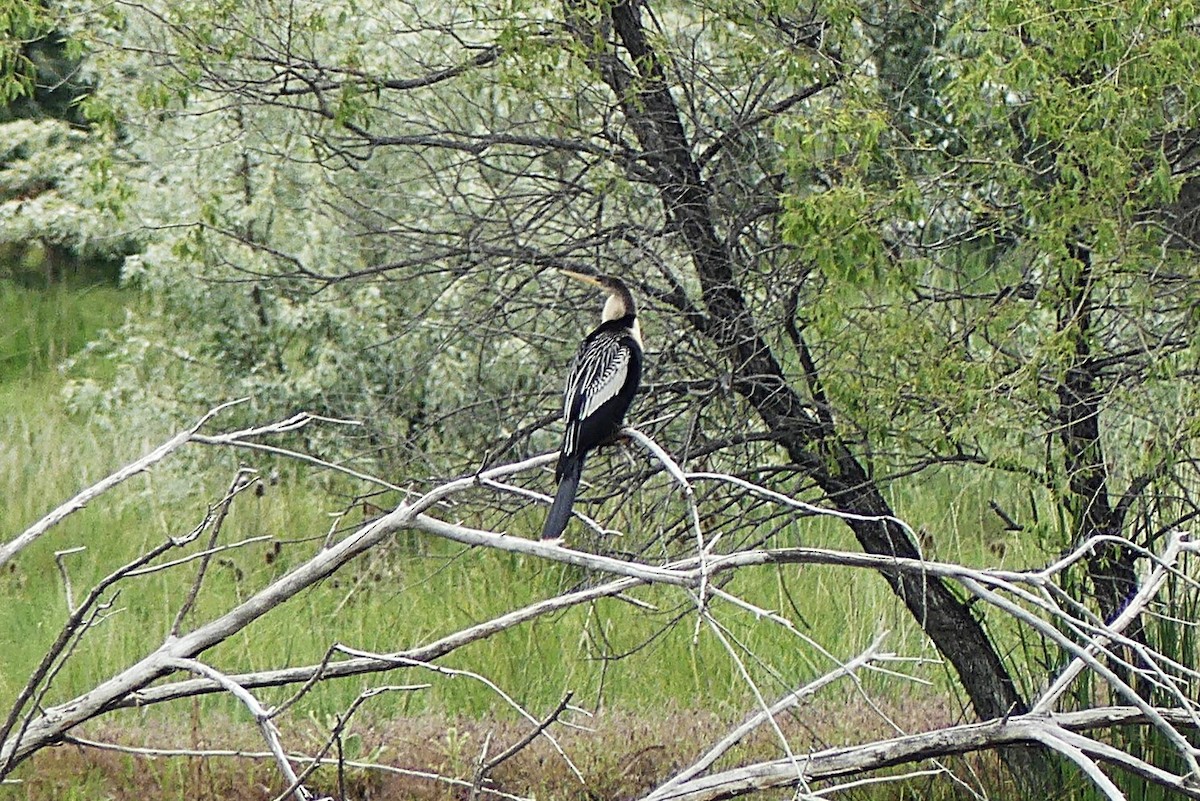 Anhinga - ML637014246