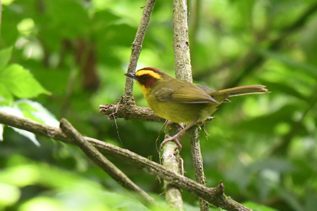 Golden-browed Warbler - ML637014257