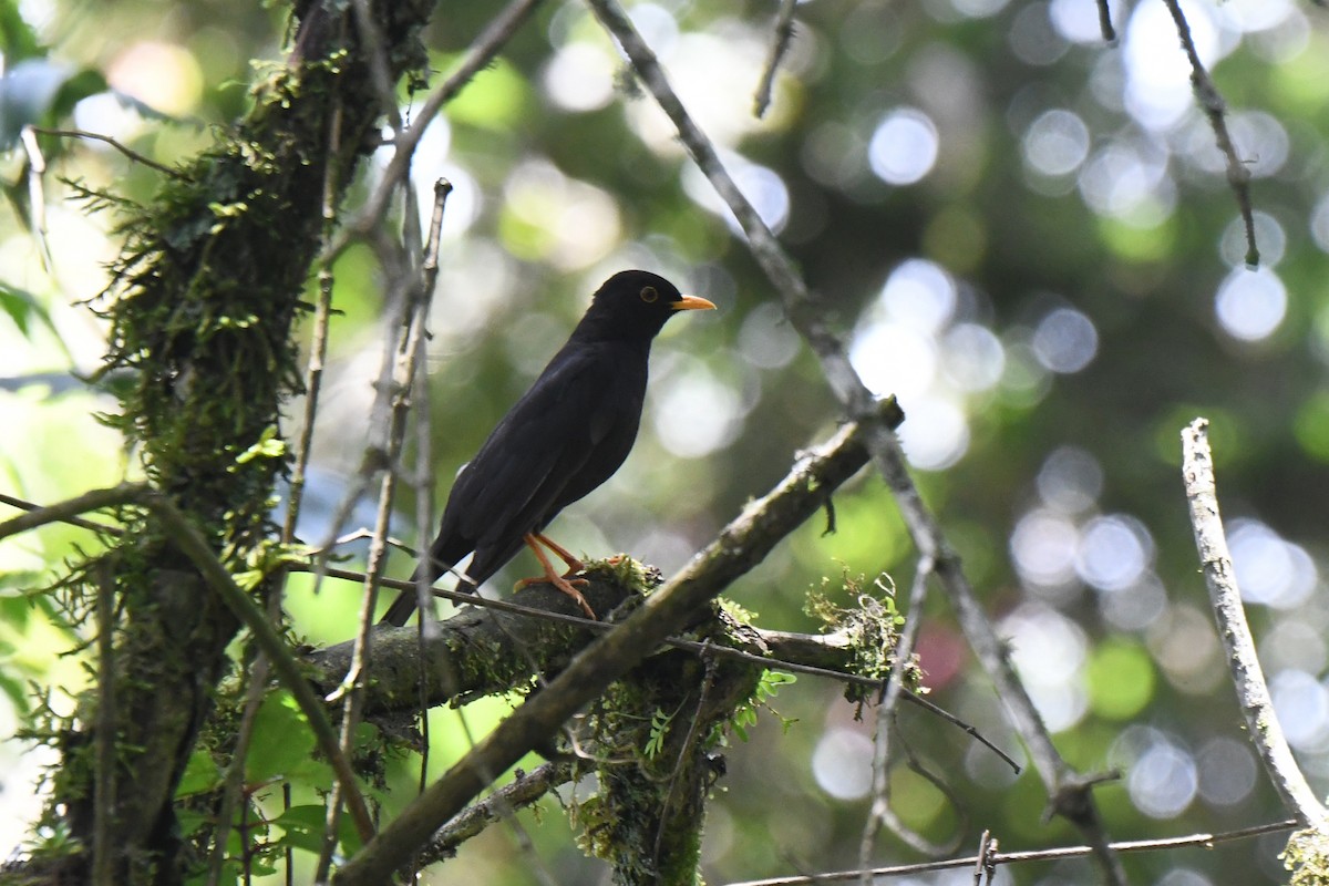 Black Thrush - ML637014314
