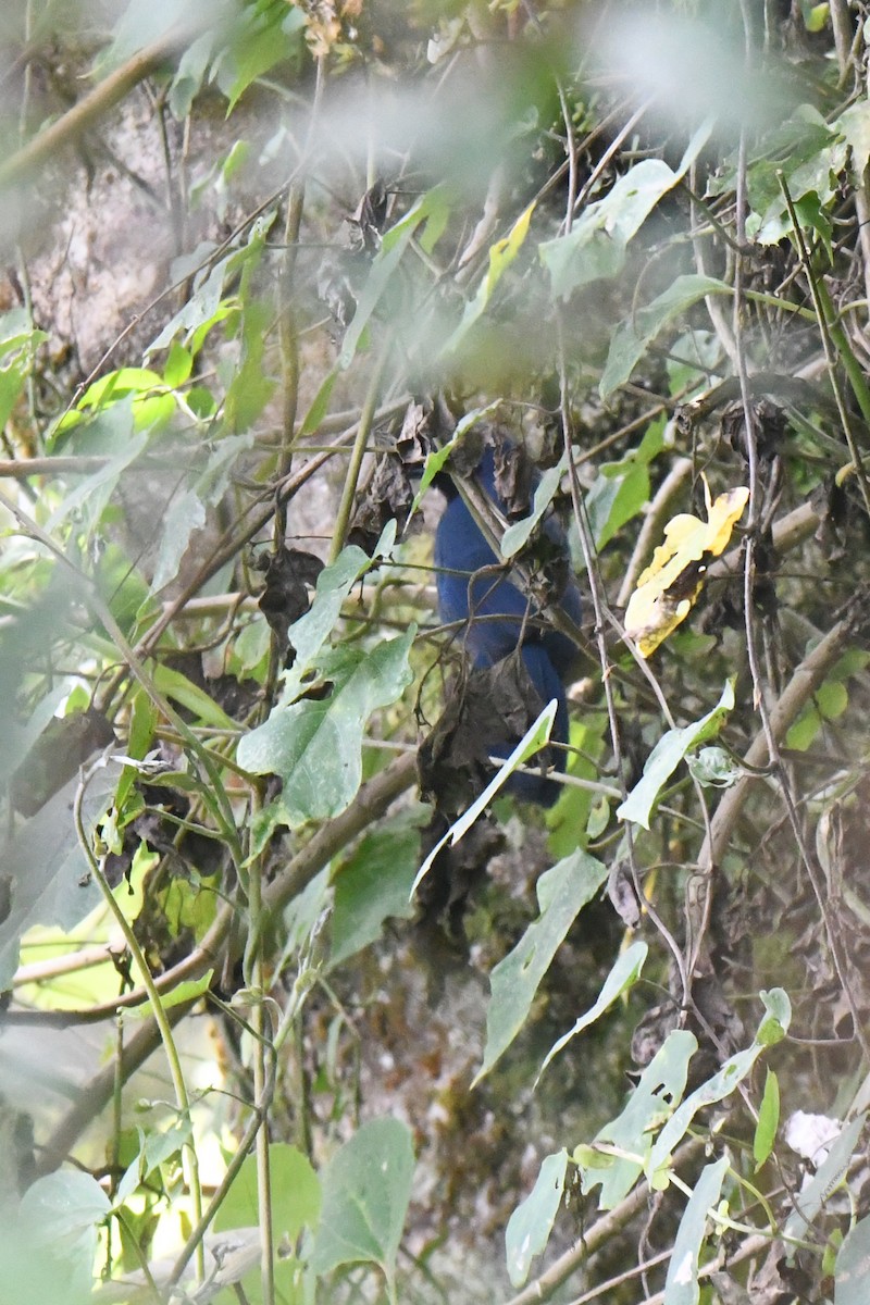 mayaskrike - ML637014358