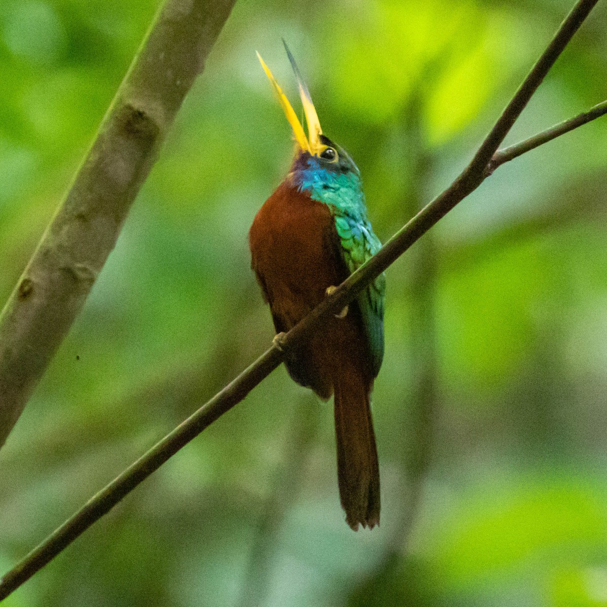 Blue-cheeked Jacamar - ML637014446