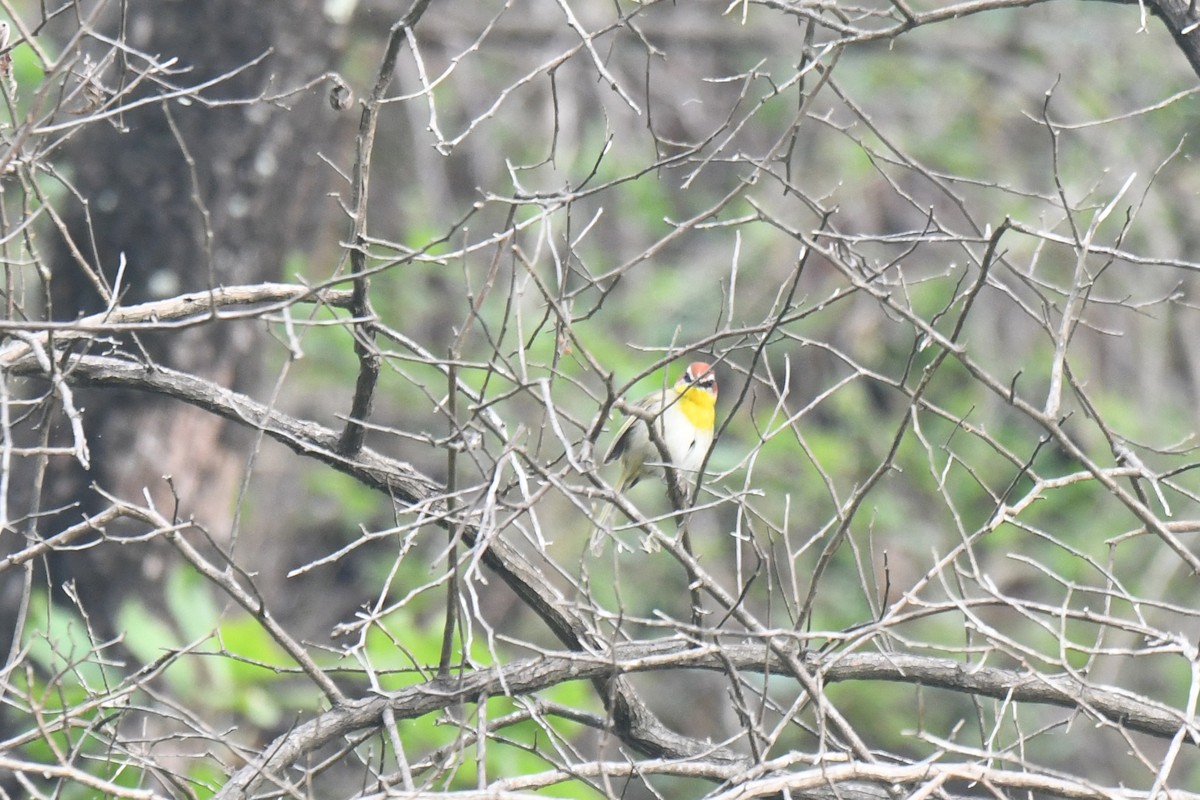 Rufous-capped Warbler (rufifrons Group) - ML637014530