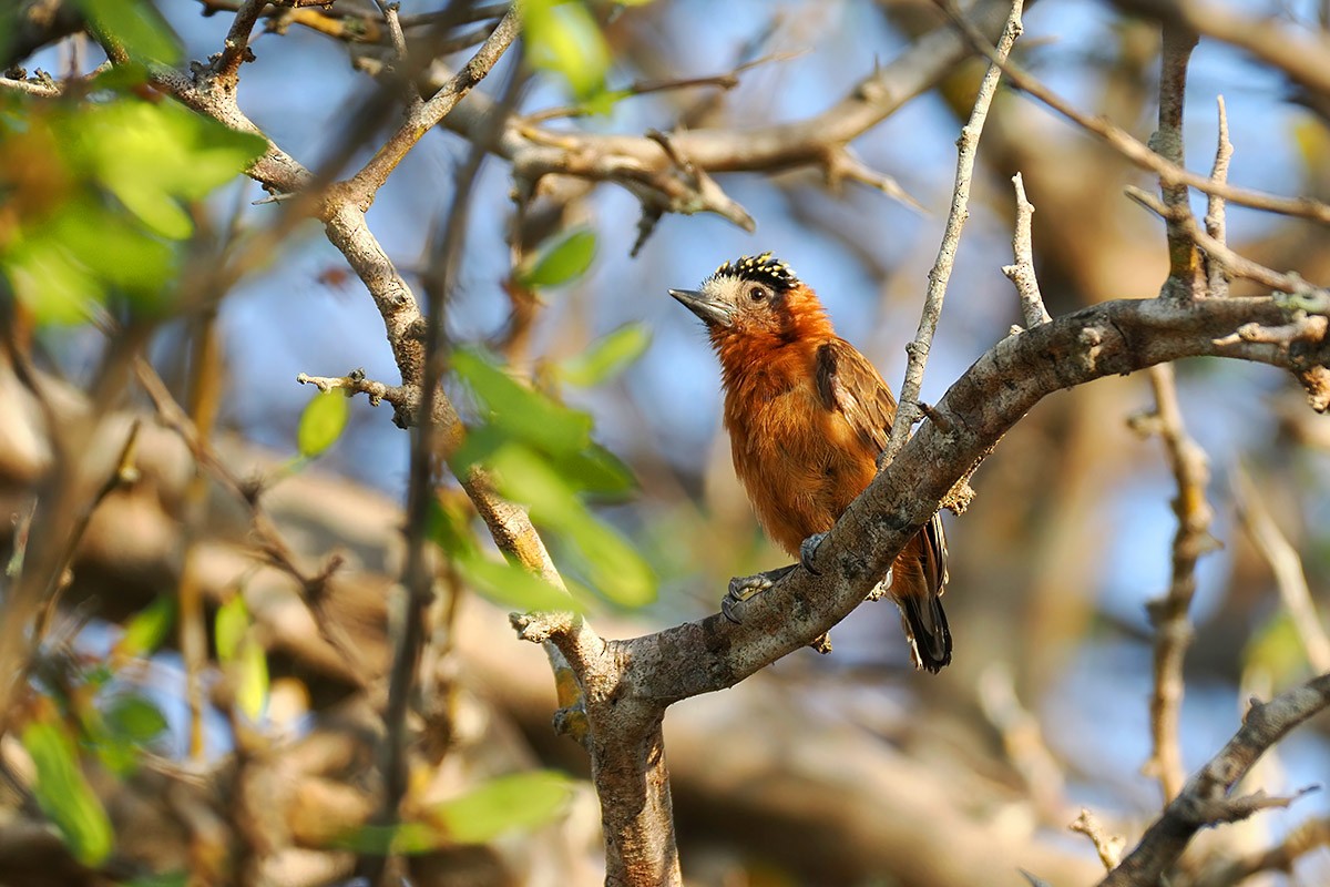Chestnut Piculet - ML637014552