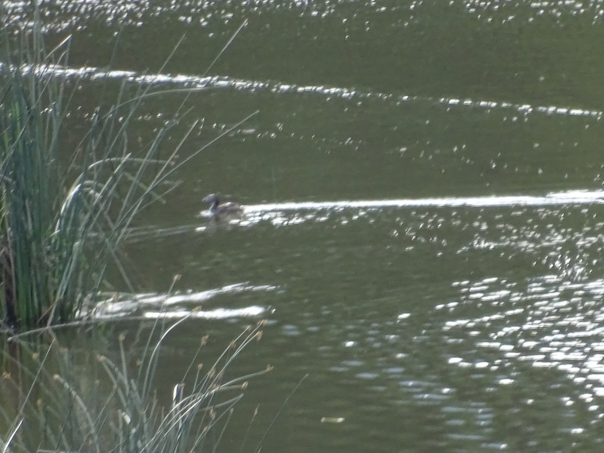 Pied-billed Grebe - ML637014585