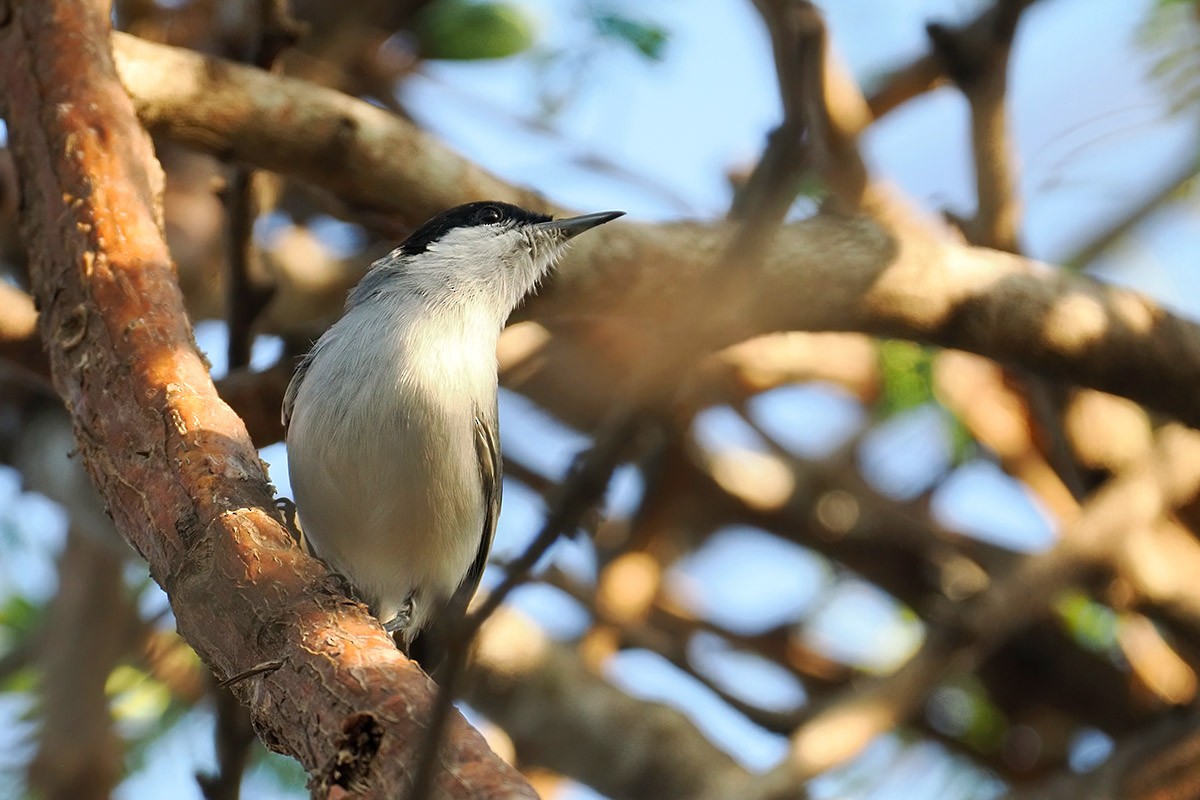Tropical Gnatcatcher - ML637014596