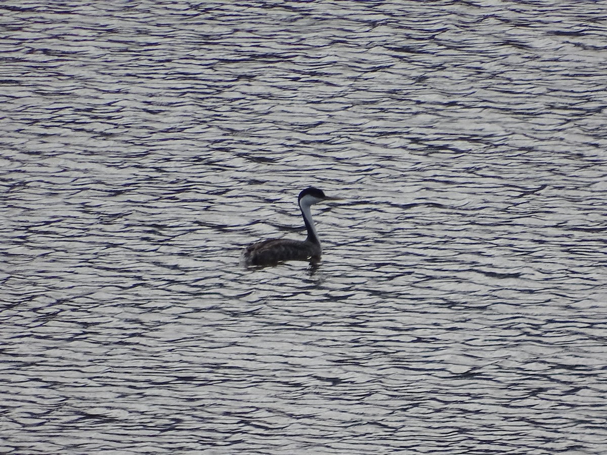 Western Grebe - ML637014605