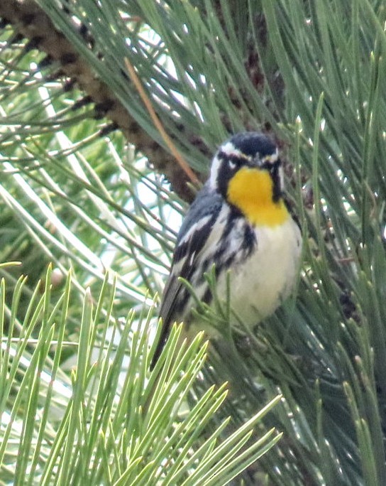 Yellow-throated Warbler - ML637014626