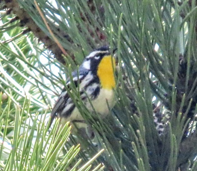Yellow-throated Warbler - ML637014640