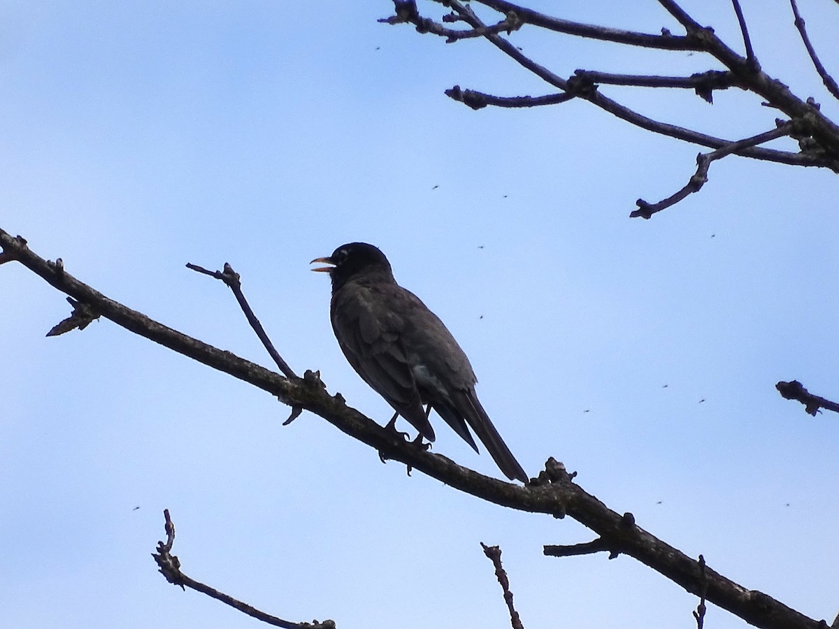 American Robin - ML637014645
