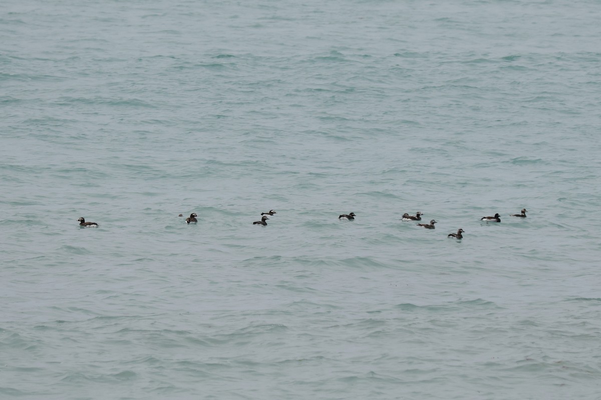 Long-tailed Duck - ML637014646