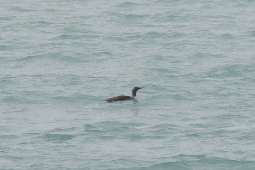 Red-throated Loon - ML637014652