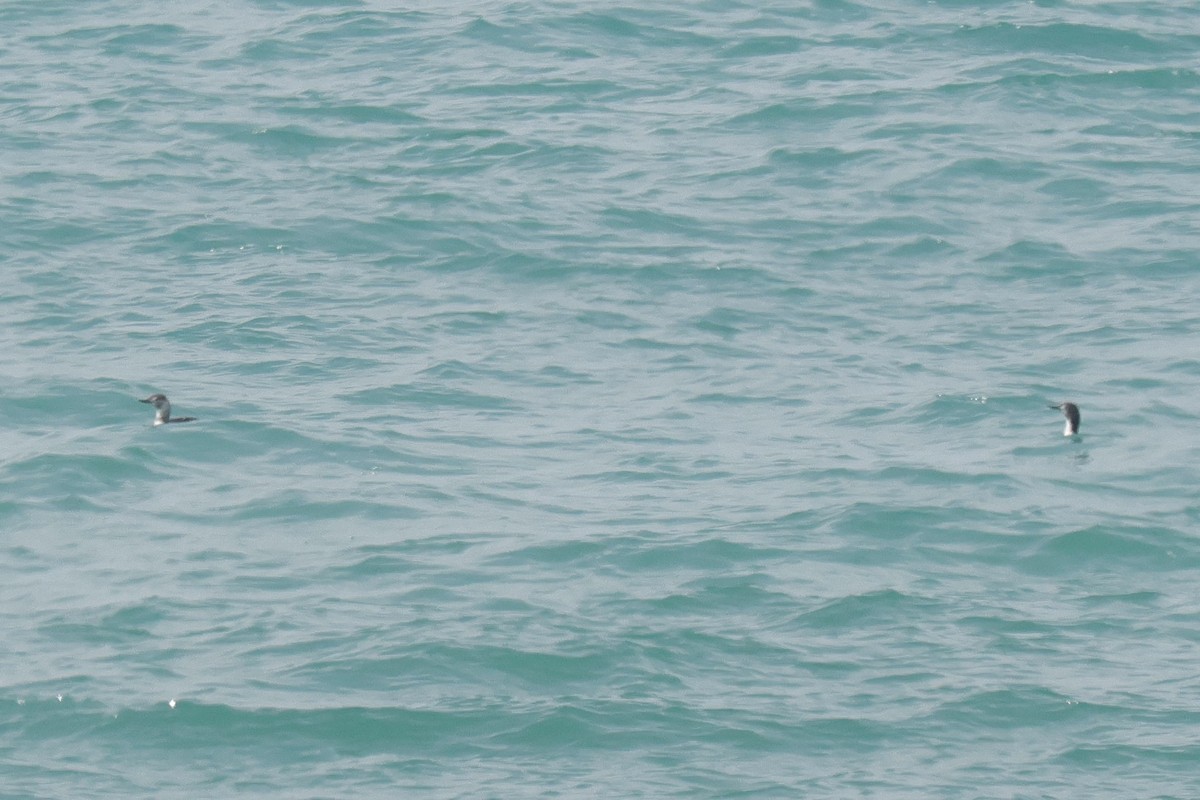 Red-throated Loon - ML637014653