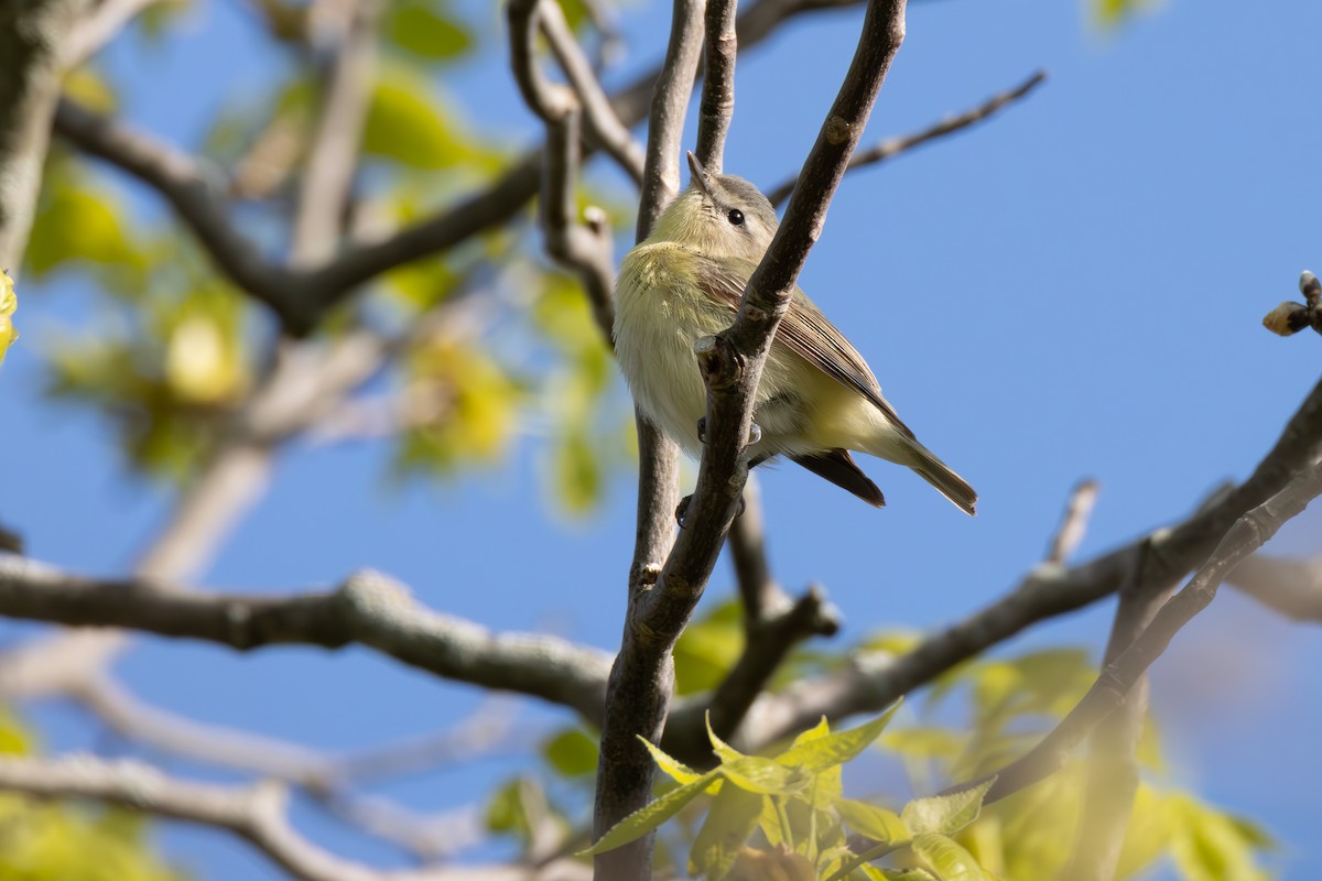 Vireo de Filadelfia - ML637014683