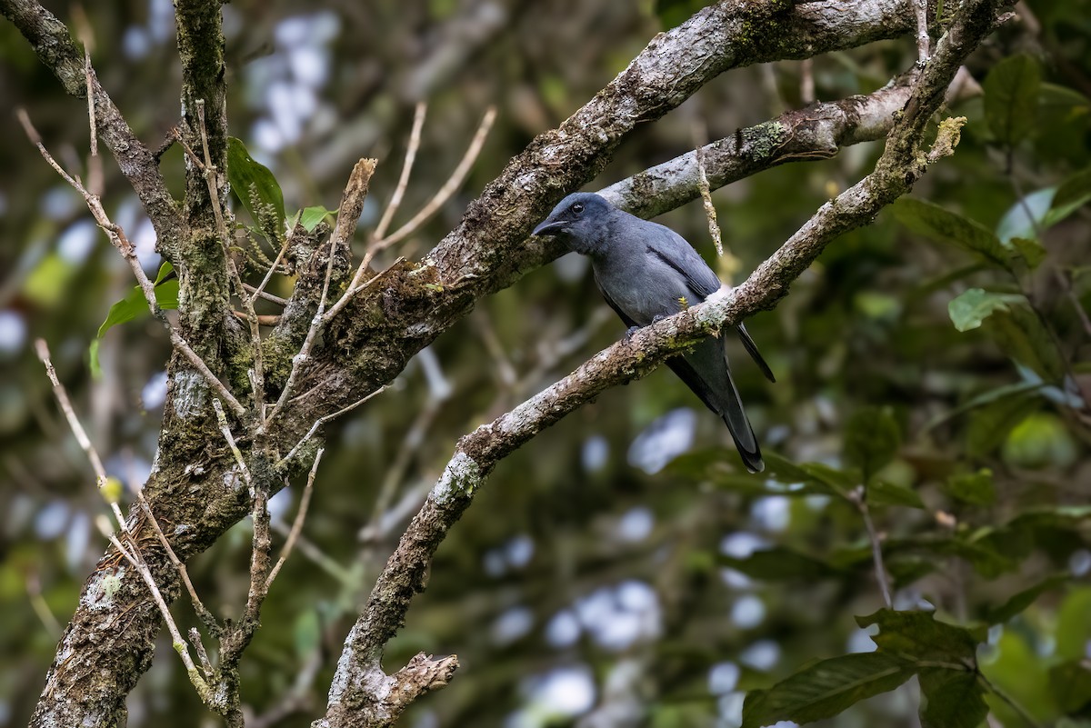 Sunda Cuckooshrike - ML637014702