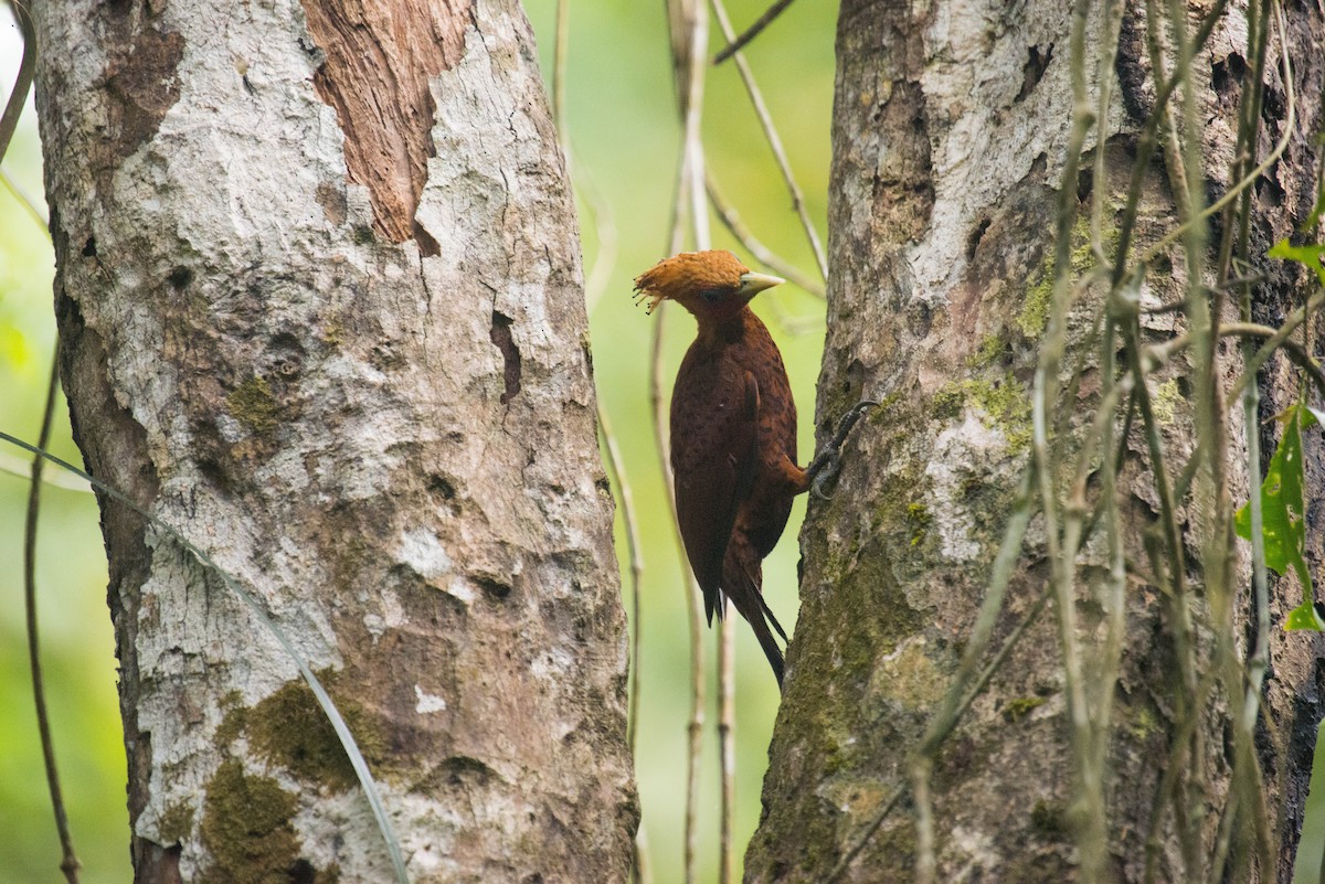 Chestnut-colored Woodpecker - ML63701471