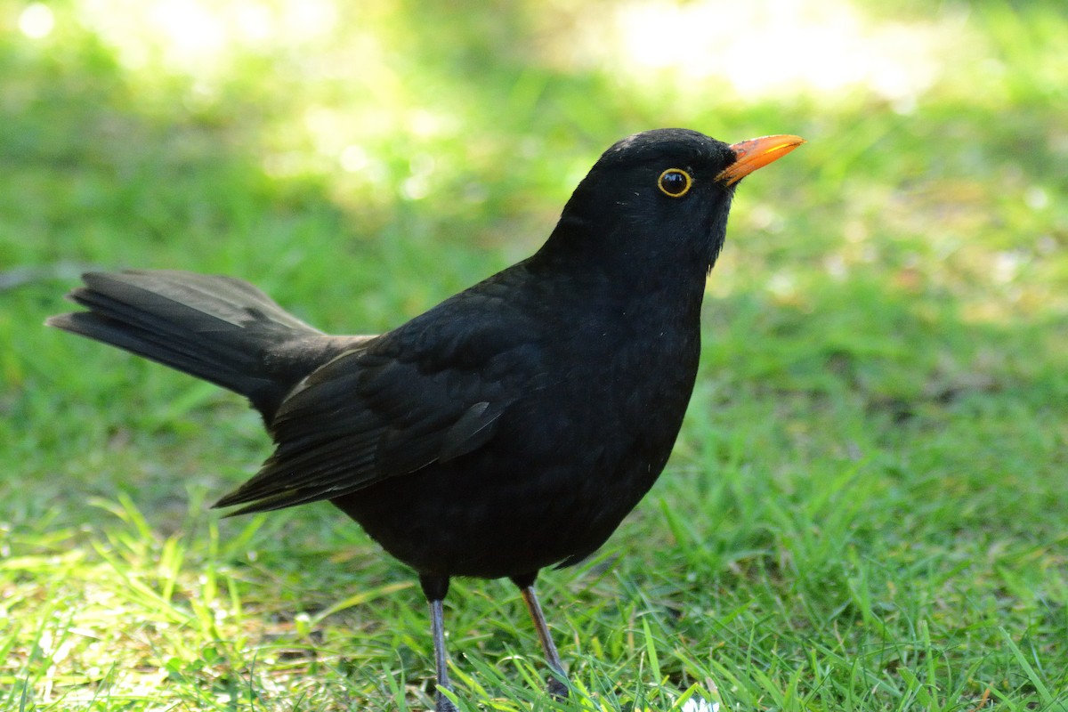 Eurasian Blackbird - ML637014761