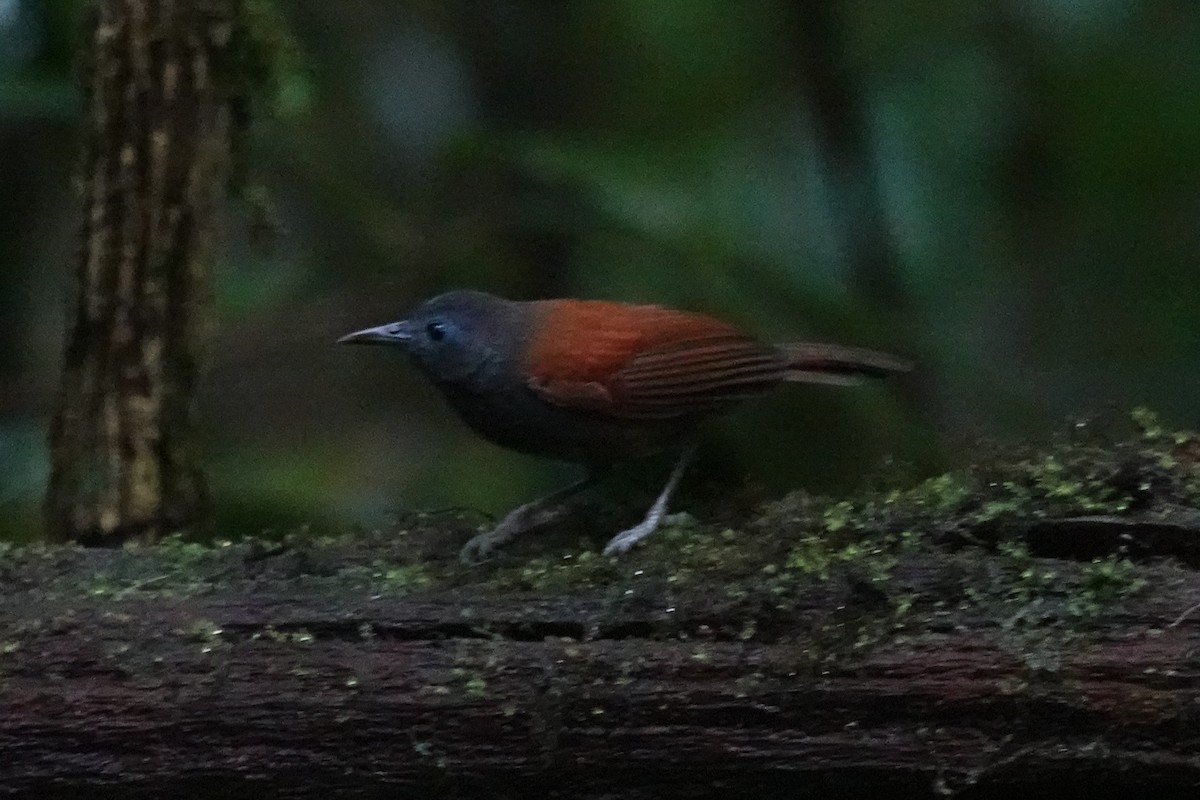 Gray-hooded Babbler - ML637014762
