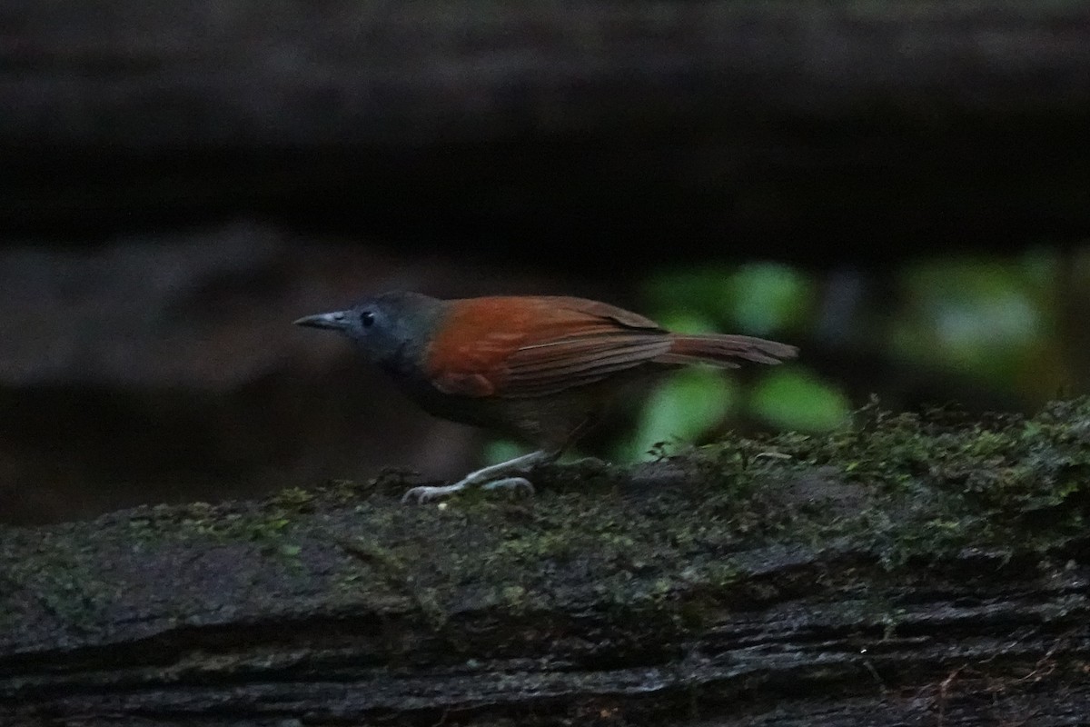Gray-hooded Babbler - ML637014763