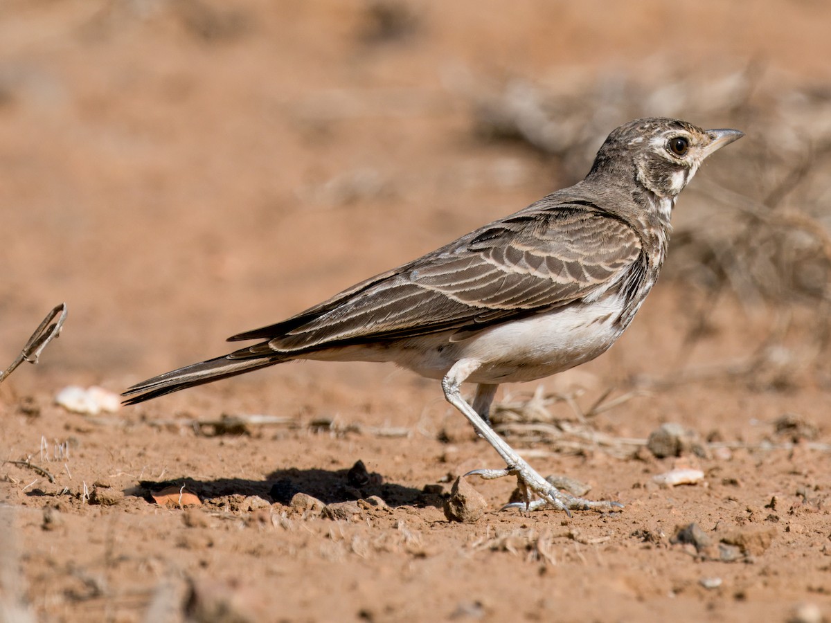 Dusky Lark - ML637014766
