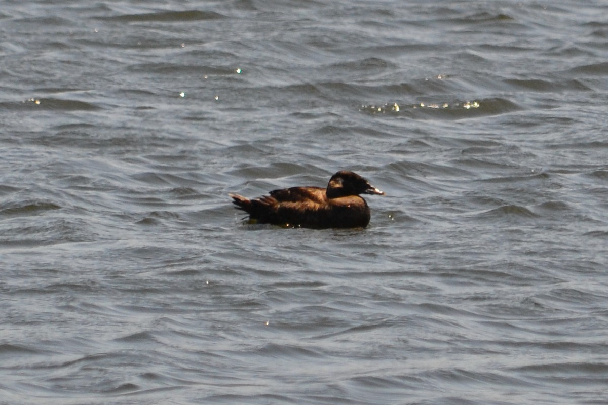 Surf Scoter - ML637014774