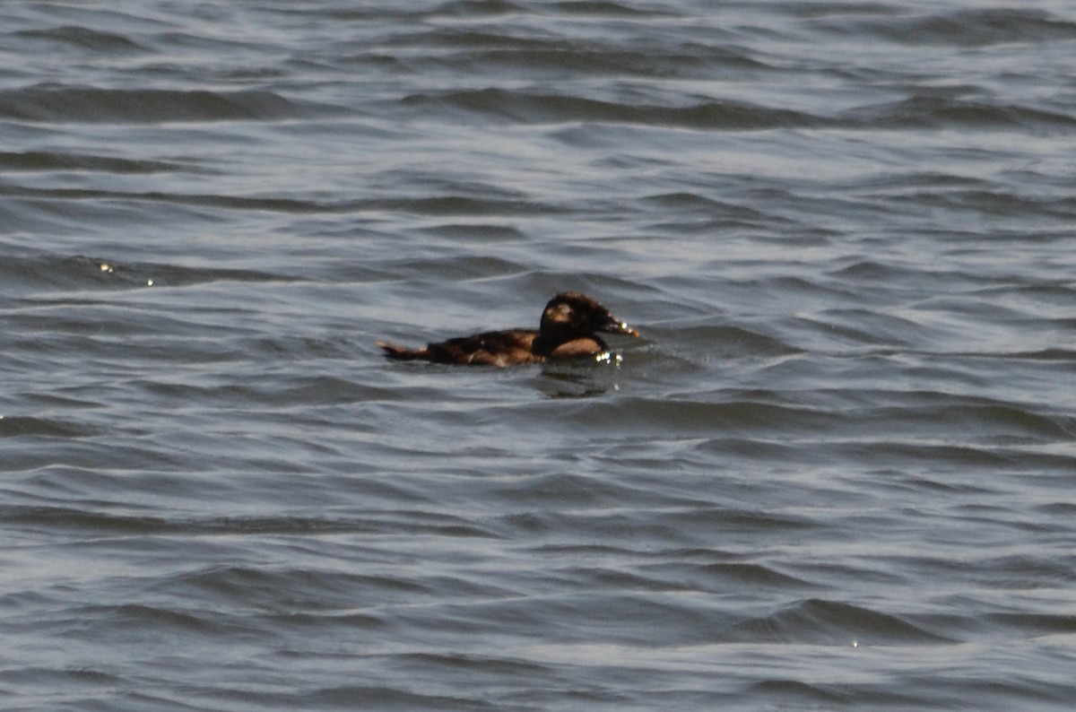 Surf Scoter - ML637014775