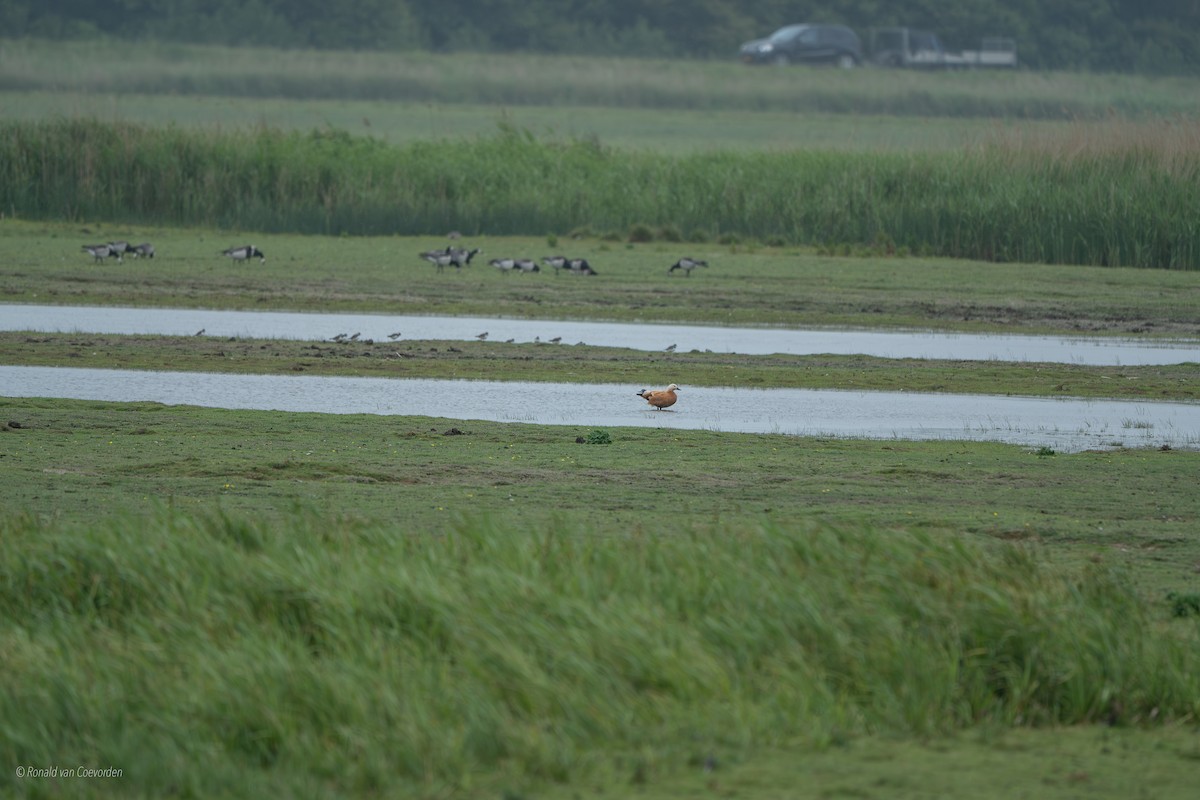 瀆鳧 - ML637014784