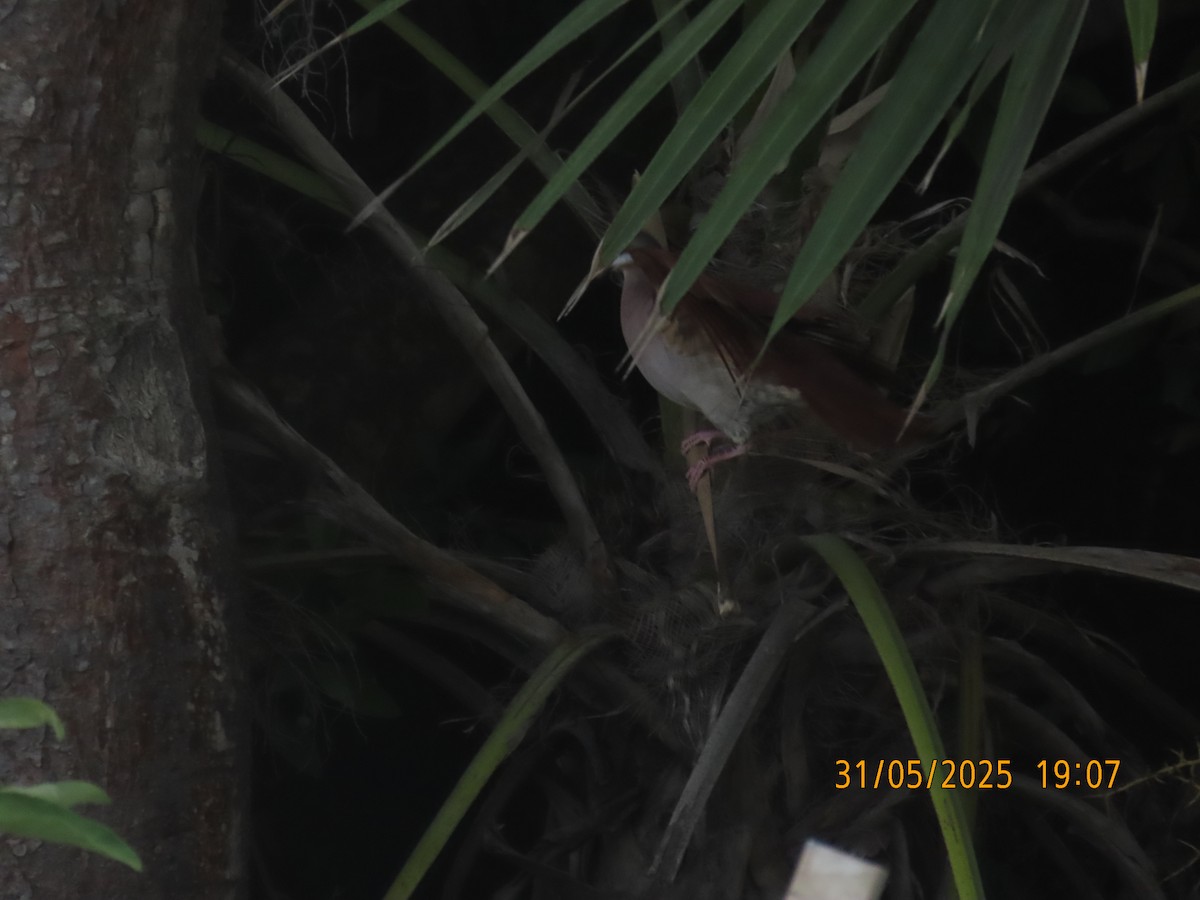 Key West Quail-Dove - ML637014835